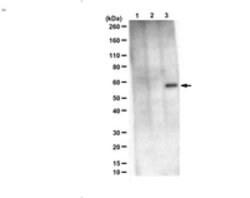 TMEPAI Mouse anti-Human, Clone: 9F10, MilliporeSigma 100 &mu;g;Unconjugated:Antibodies,